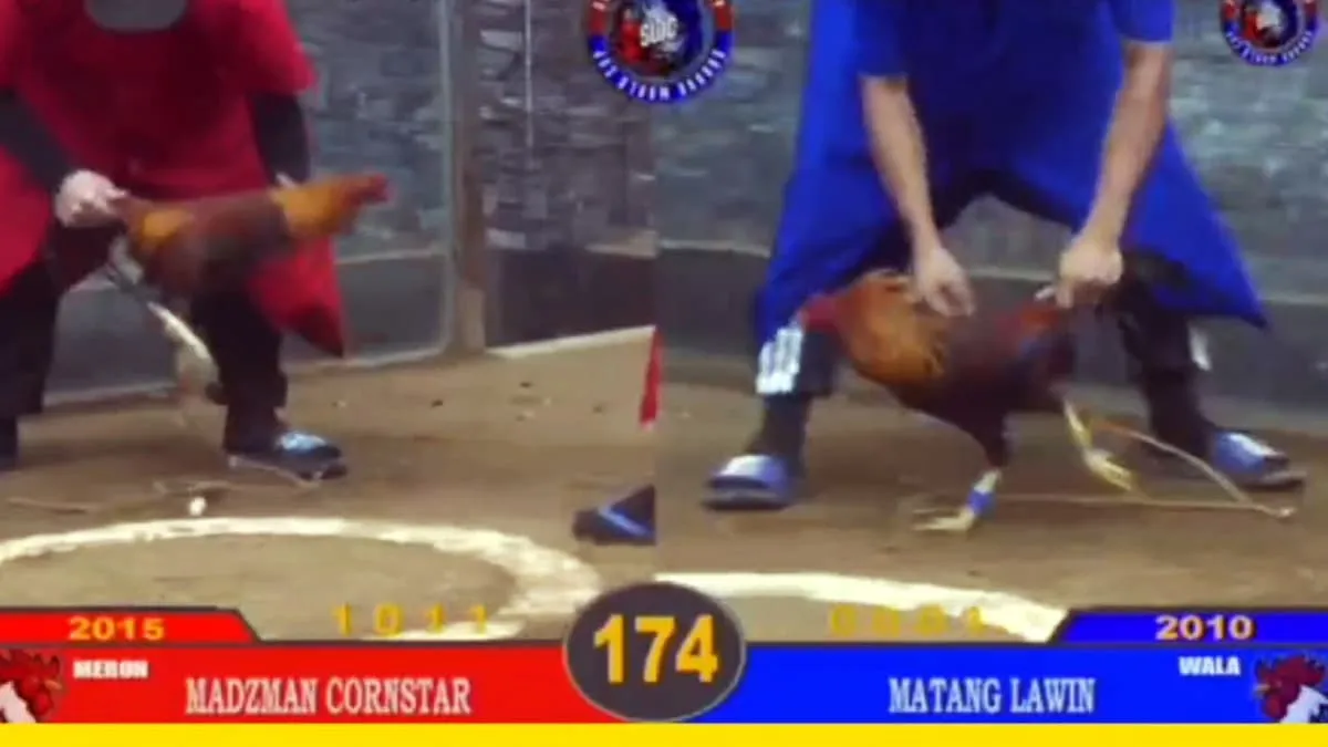 Online Sabong Live Arena